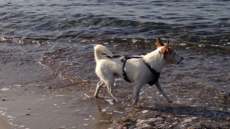 Hund Bandscheibenvorfall