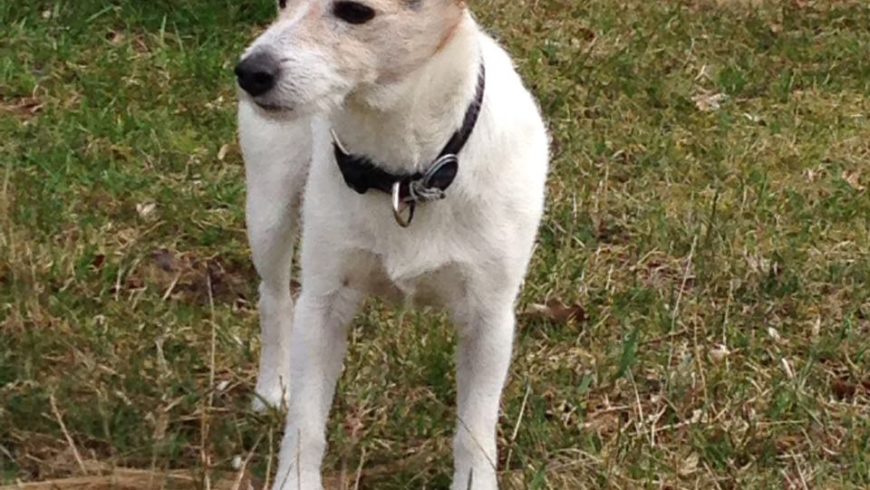 Hund Patellaluxation