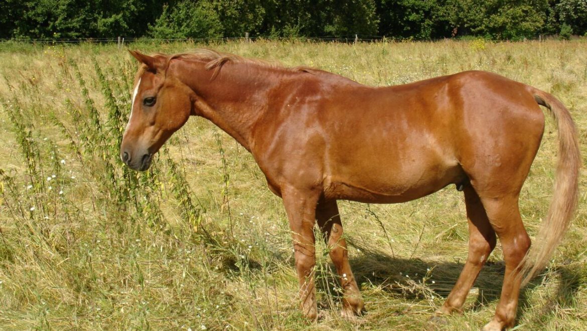 Pferd Spat